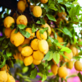 Amalfi Lemons In The Tree Portrait