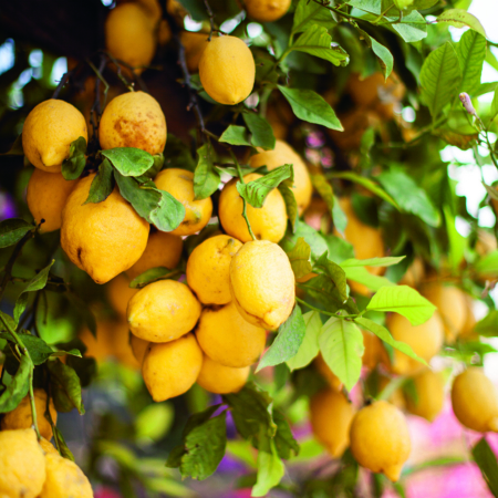 Amalfi Lemons In The Tree Portrait