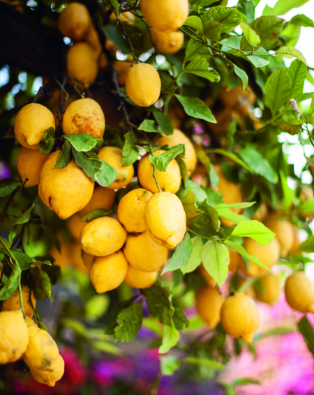 Amalfi Lemons In The Tree Portrait